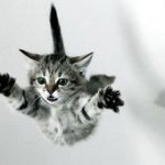 〜突然高所から飛び降りる猫〜フライングキャットシンドローム＝ハイライズ症候群＝猫高所落下症候群