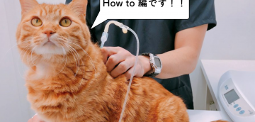 獣医師が教える猫の皮下点滴の必勝法